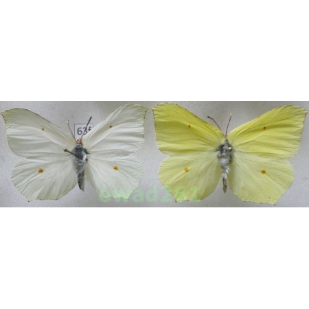 Gonepteryx rhamni (Linnaeus, 1758) pair Poland63f